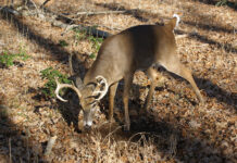 Tips for hunting the rut in Alabama