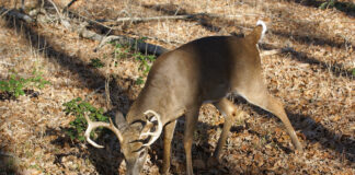 Tips for hunting the rut in Alabama