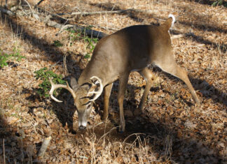 Tips for hunting the rut in Alabama