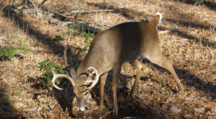 Tips for hunting the rut in Alabama