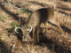 Tips for hunting the rut in Alabama