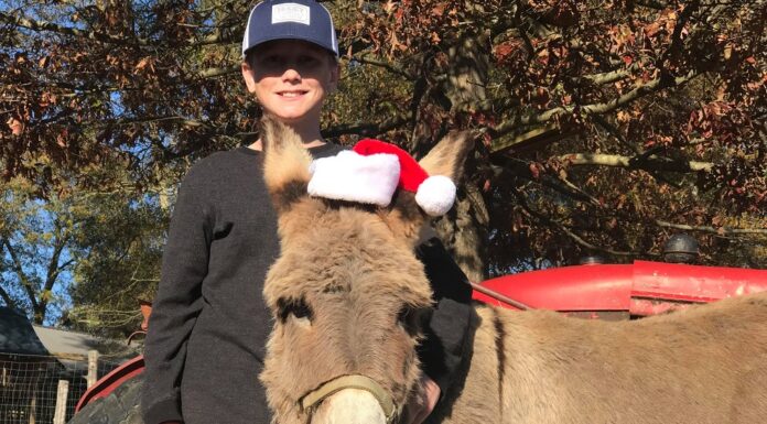 4D Farm kicks off ‘Country Christmas’ this Saturday