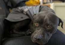 Pet of the Week: Say hello to Samuel!