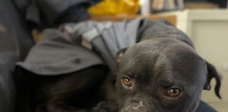 Pet of the Week: Say hello to Samuel!