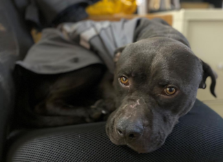 Pet of the Week: Say hello to Samuel!