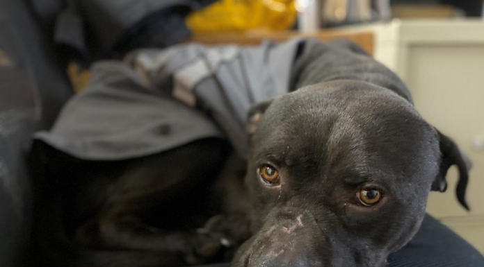 Pet of the Week: Say hello to Samuel!