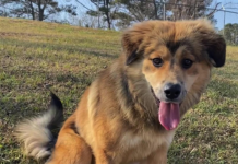 (Bonus) Pet of the Week: Try a shot of Whiskey!