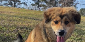 (Bonus) Pet of the Week: Try a shot of Whiskey!