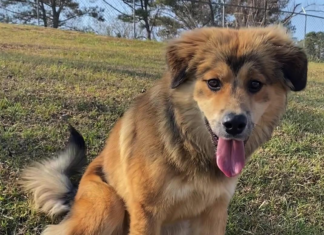 (Bonus) Pet of the Week: Try a shot of Whiskey!