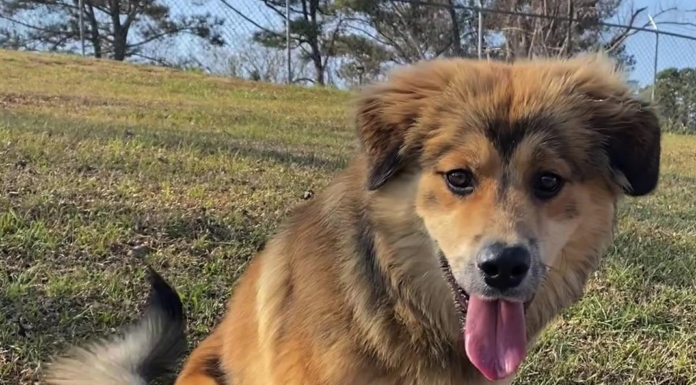 (Bonus) Pet of the Week: Try a shot of Whiskey!