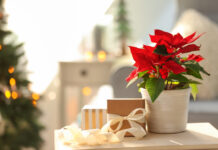 Poinsettias: Caring for the Christmas flower