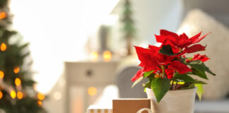 Poinsettias: Caring for the Christmas flower