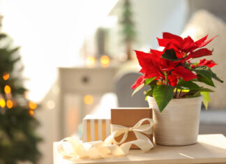 Poinsettias: Caring for the Christmas flower