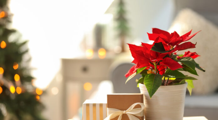 Poinsettias: Caring for the Christmas flower