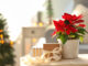 Poinsettias: Caring for the Christmas flower