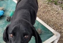 Pet of the Week: Slow down and enjoy life with Petey!