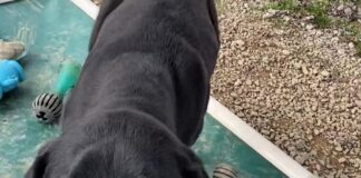 Pet of the Week: Slow down and enjoy life with Petey!