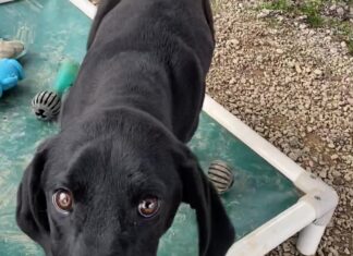 Pet of the Week: Slow down and enjoy life with Petey!