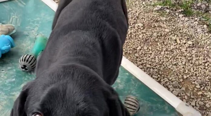 Pet of the Week: Slow down and enjoy life with Petey!