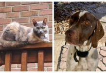 Finding their way home