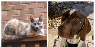 Finding their way home