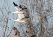 Festival of the Cranes kicks off today in Morgan County