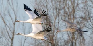 Festival of the Cranes kicks off today in Morgan County
