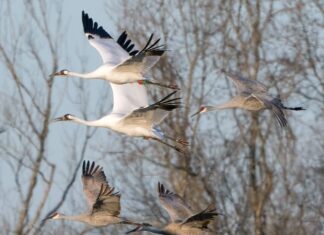 Festival of the Cranes kicks off today in Morgan County