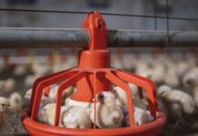 Contract broiler producers benefit from additional USDA assistance