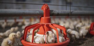 Contract broiler producers benefit from additional USDA assistance