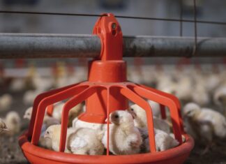 Contract broiler producers benefit from additional USDA assistance