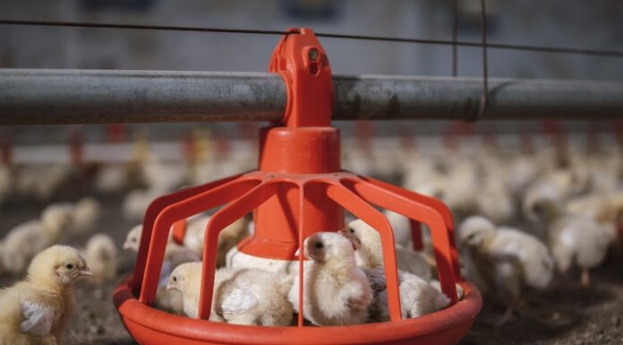 Contract broiler producers benefit from additional USDA assistance