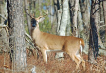 WFF reactivates 800 number for Game Check