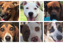 99%! New record rate of adoptions through Tribune’s Pet of the Week series
