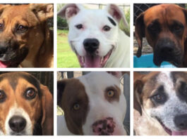 99%! New record rate of adoptions through Tribune’s Pet of the Week series