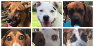 99%! New record rate of adoptions through Tribune’s Pet of the Week series