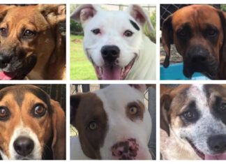 99%! New record rate of adoptions through Tribune’s Pet of the Week series
