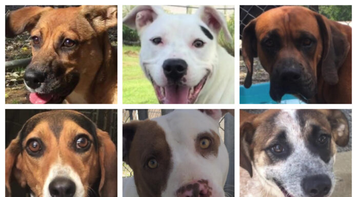 99%! New record rate of adoptions through Tribune’s Pet of the Week series