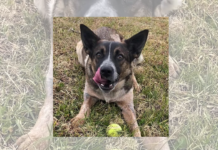 Pet of the Week: Edna is ready to play!