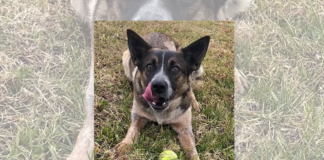 Pet of the Week: Edna is ready to play!