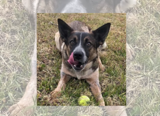 Pet of the Week: Edna is ready to play!