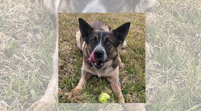 Pet of the Week: Edna is ready to play!