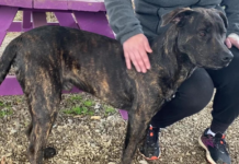 (Bonus) Pet of the Week: Chevy is ready to run!