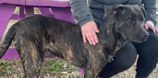 (Bonus) Pet of the Week: Chevy is ready to run!