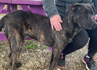 (Bonus) Pet of the Week: Chevy is ready to run!