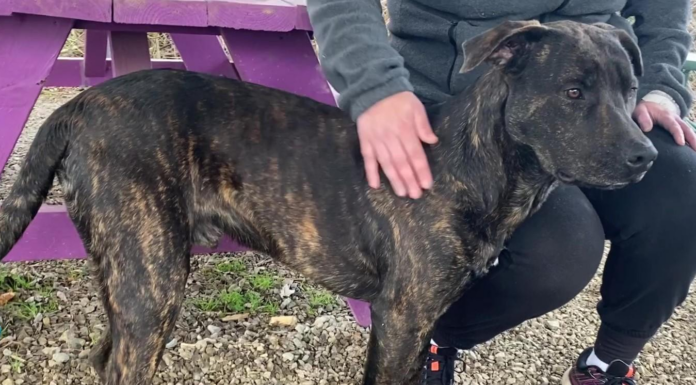 (Bonus) Pet of the Week: Chevy is ready to run!