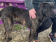 (Bonus) Pet of the Week: Chevy is ready to run!