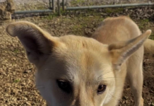 Pet of the Week: Kick off the new year with Winston!