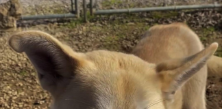 Pet of the Week: Kick off the new year with Winston!