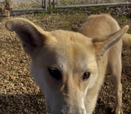 Pet of the Week: Kick off the new year with Winston!